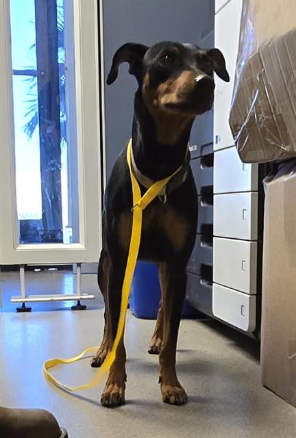 Photo of Phillip, adoptable Manchester Terrier in HESPERIA, California