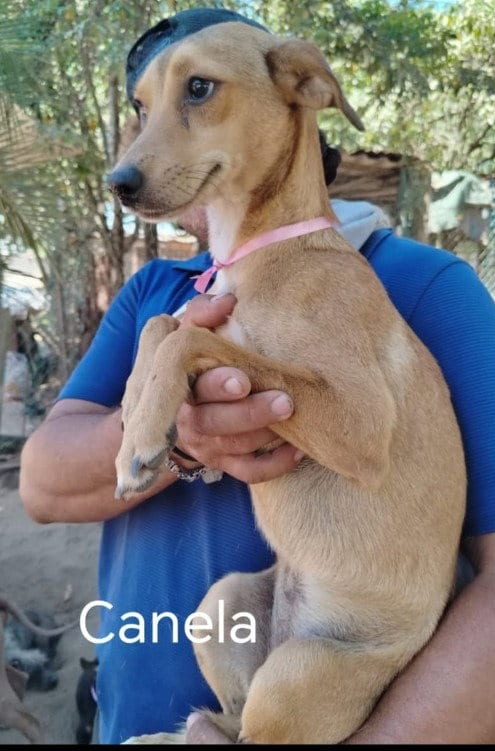Photo of Canela, adoptable Labrador Retriever in San Diego, California