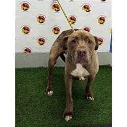 Photo of Lon Chaney Jr, adoptable Great Dane in Land O'Lakes, Florida