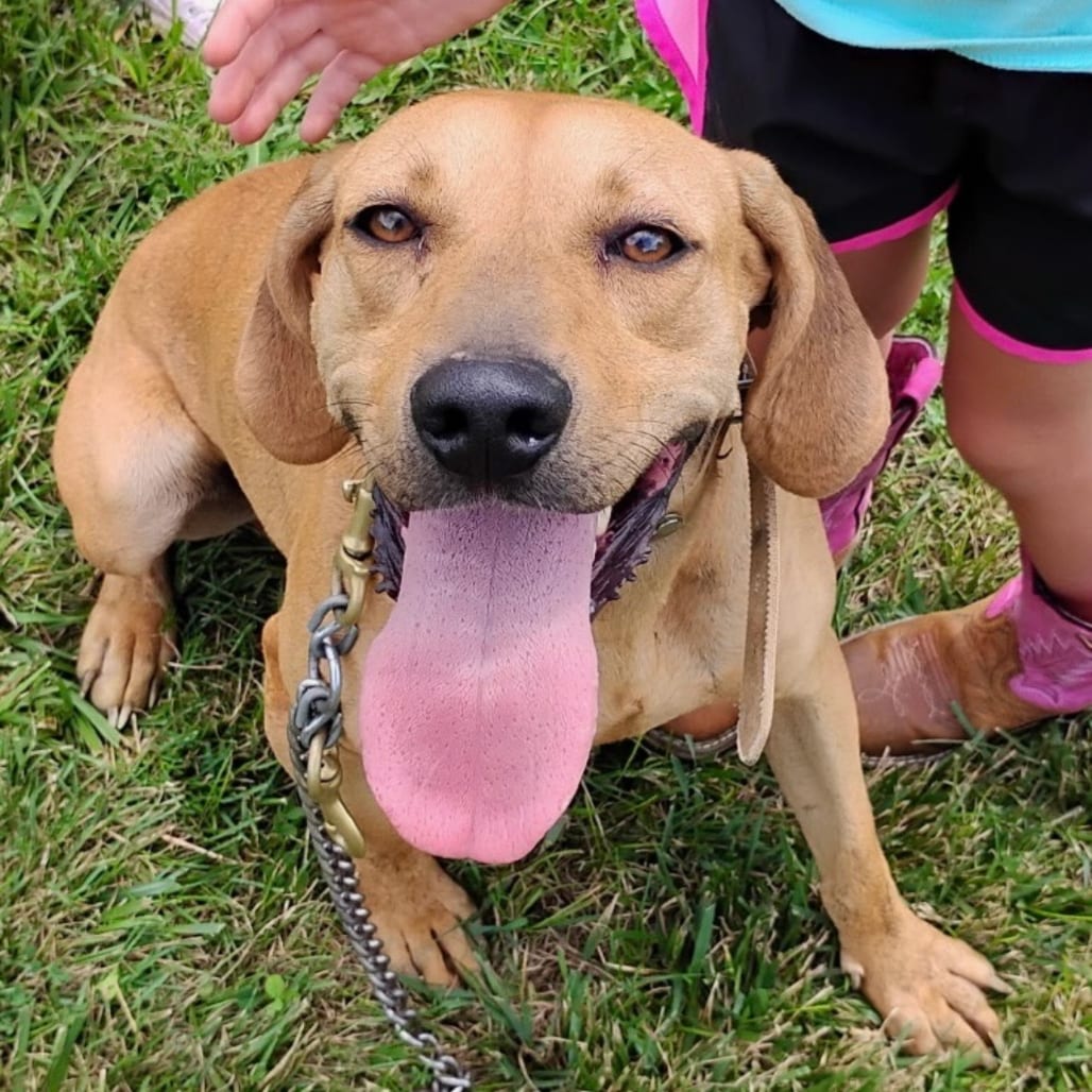 Photo of EJ, adoptable Hound / Mixed Breed (Medium) in Staunton, Virginia
