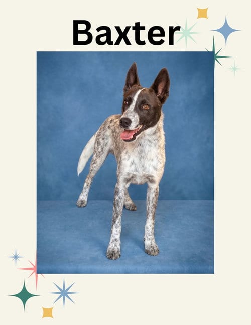 Photo of Baxter, adoptable Australian Cattle Dog/Blue Heeler in Las Vegas, New Mexico