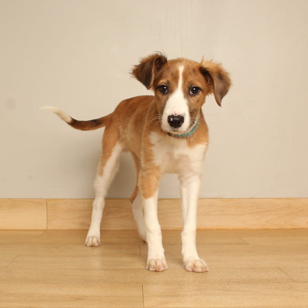Photo of Erick D71467, adoptable Terrier, Jack Russell / Mixed Breed (Medium) in Minnesota, Minnesota