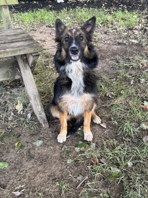 Photo of Uvi, adoptable Australian Shepherd in Lancaster, Pennsylvania