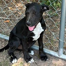 Photo of Sally, adoptable Hound (Unknown Type) in Framingham, Massachusetts