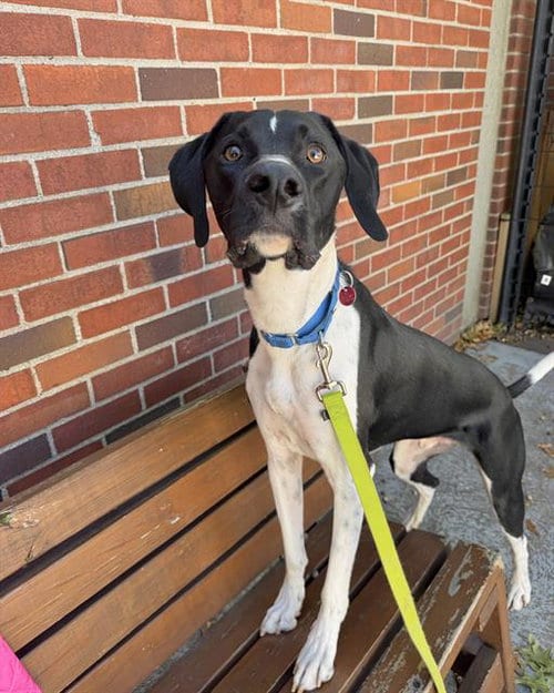 Photo of Boo, adoptable German Shorthaired Pointer in Boston, Massachusetts