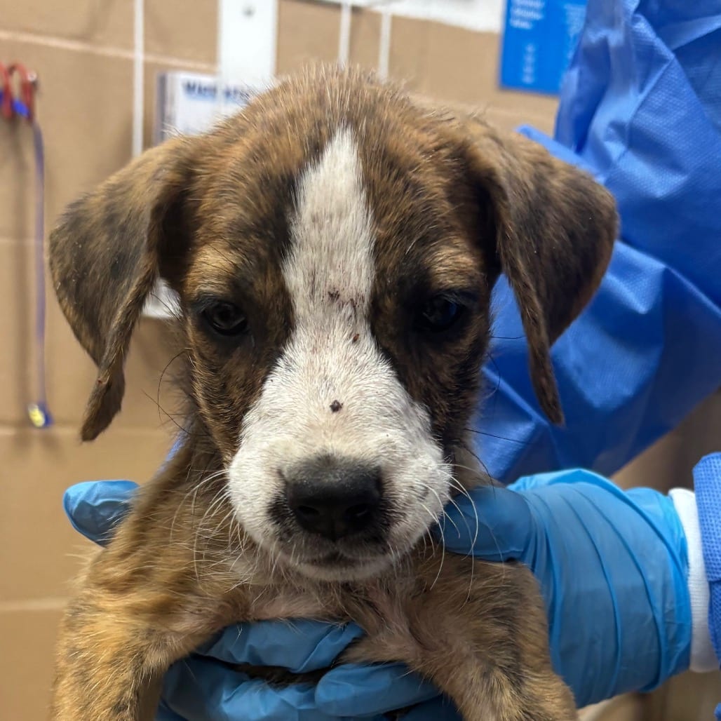 Photo of Karma Bonbon, adoptable Pointer / Mix in Brownsville, Texas