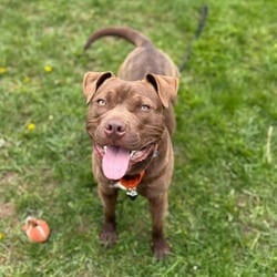 Photo of Sunny, adoptable Labrador Retriever in Syracuse, New York