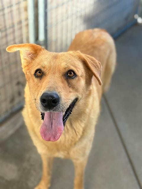 Photo of Miss Honey, adoptable Golden Retriever in Visalia, California