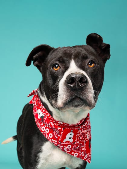 Photo of Denali Frankfurt, adoptable dog in Atlanta, Georgia