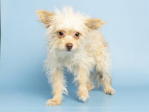 Photo of Bingo, adoptable Cairn Terrier in Phoenix, Arizona