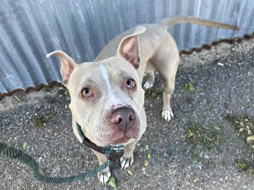 Photo of Milkyway, adoptable American Pit Bull Terrier in Albuquerque, New Mexico
