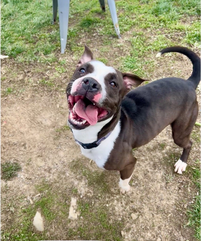 Photo of Panda, adoptable Pit Bull Terrier in New Cumberland, West Virginia