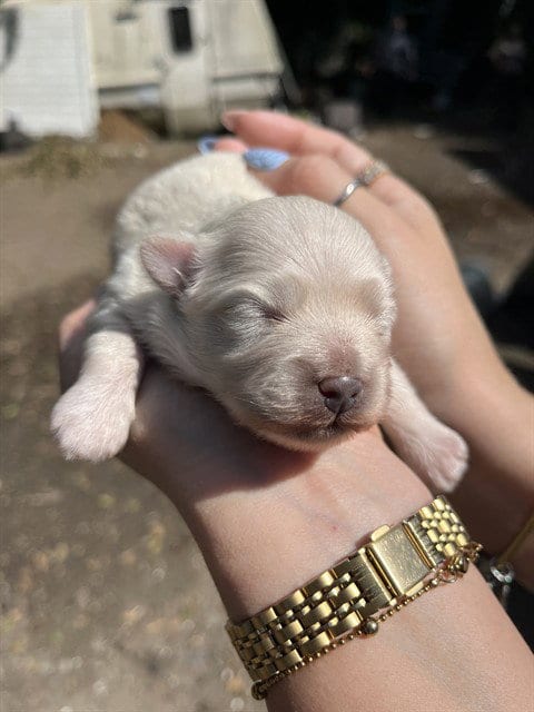 Photo of Baby, adoptable Maltese in Miami, Florida