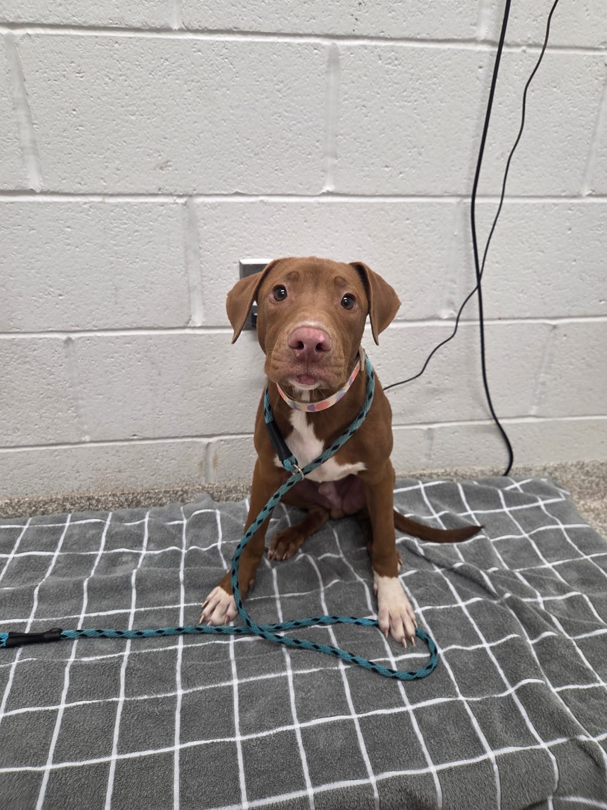 Photo of Dave, adoptable dog in Baltimore, Maryland