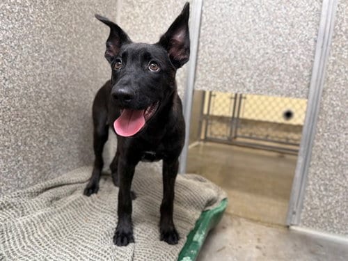 Photo of Beau, adoptable Belgian Shepherd Malinois in Santa Rosa, California