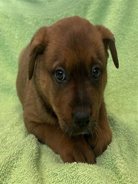 Photo of Funnel Cake, adoptable Queensland Heeler in Lancaster, California