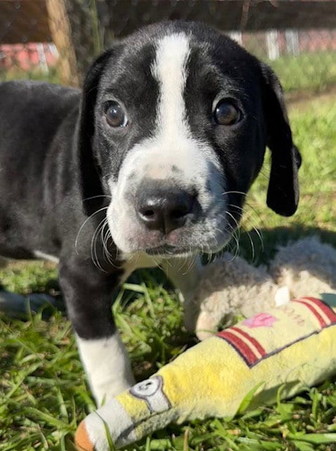 Photo of Drizzle, adoptable Bulldog in Tarrytown, Georgia