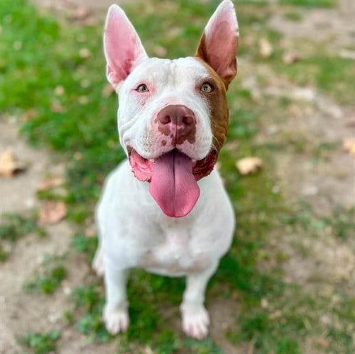 Photo of Piggy, adoptable Pit Bull Terrier in Riverside, California
