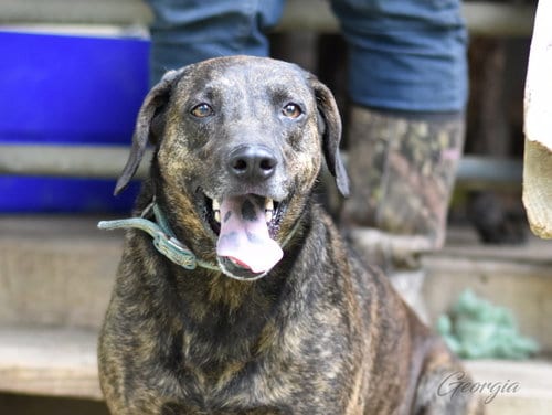 Photo of Georgia (Trinity), adoptable Plott Hound in Brewster, New York