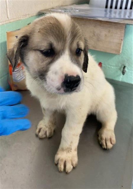 Photo of Sierra, adoptable Anatolian Shepherd in Sacramento, California
