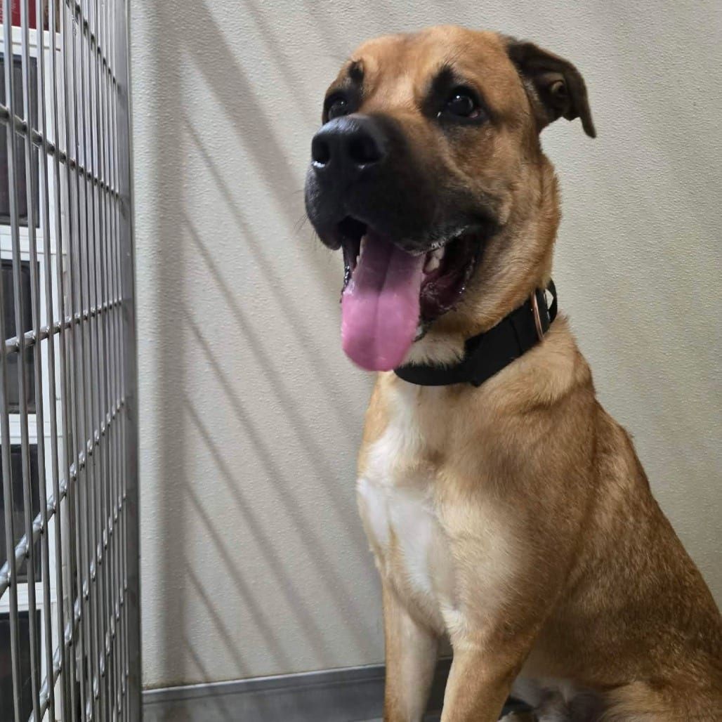 Photo of Teddy, adoptable Shepherd, German / Mixed Breed (Large) in Northern Wisconsin, Wisconsin