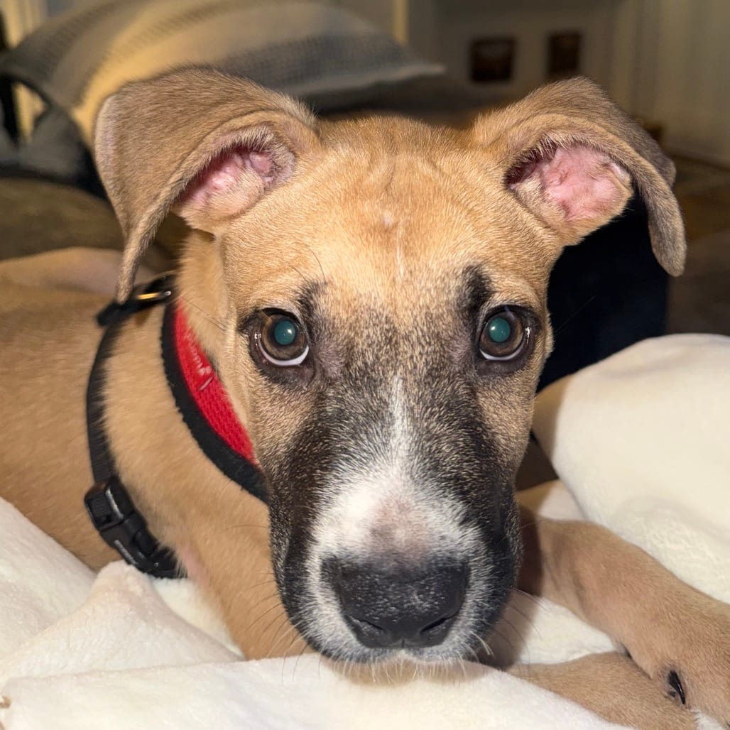 Photo of Gordo, adoptable Boxer / Mixed Breed (Medium) in Jersey City, New Jersey