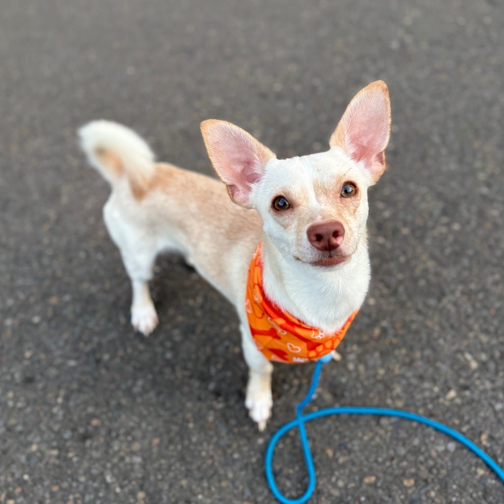 Photo of Joe-Dirt, adoptable Chihuahua, Short Coat in Newberg, Oregon