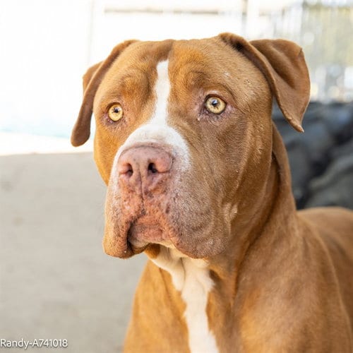 Photo of Randy, adoptable Pit Bull Terrier in Sacramento, California