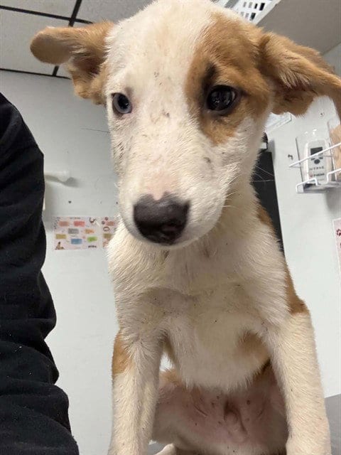 Photo of Finn, adoptable Siberian Husky in Palmetto, Florida