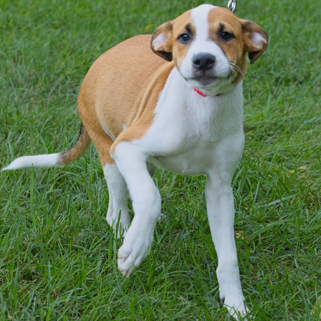 Photo of Jericho, adoptable Mixed Breed (Medium) in South Elgin, Illinois