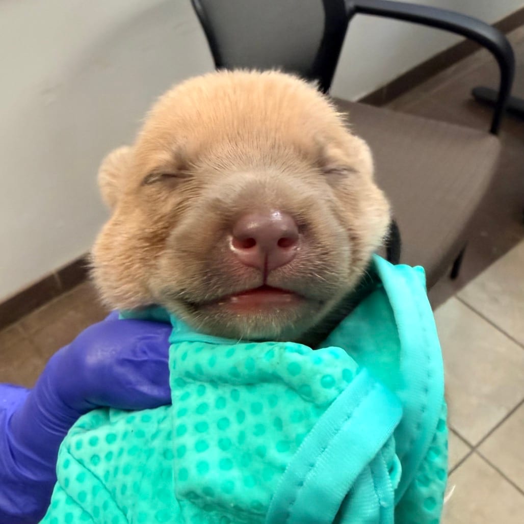 Photo of Calamari, adoptable Mixed Breed (Small) in Ohio, Ohio