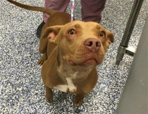 Photo of Moose, adoptable American Pit Bull Terrier in Thousand Palms, California