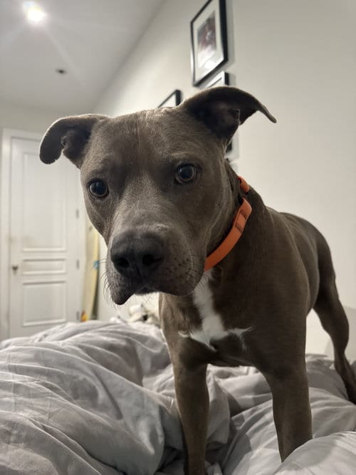 Photo of Kobe, adoptable American Pit Bull Terrier in Miami, Florida