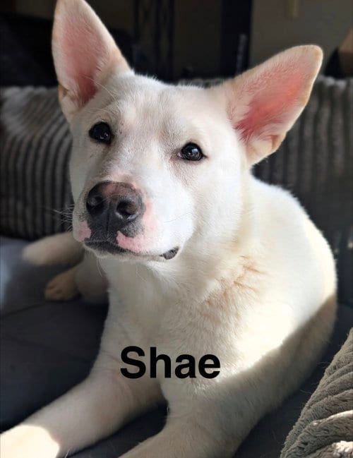 Photo of Shae, adoptable Husky in Topeka, Kansas
