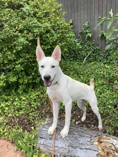 Photo of Guru, adoptable German Shepherd Dog in San Diego, California