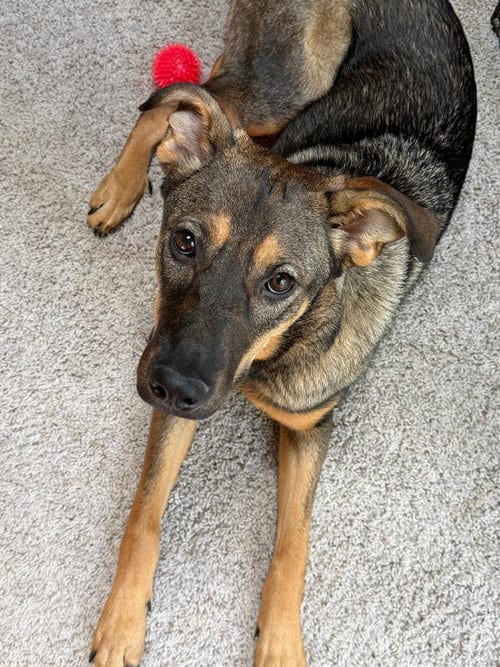 Photo of Roma, adoptable German Shepherd Dog in Rootstown, Ohio