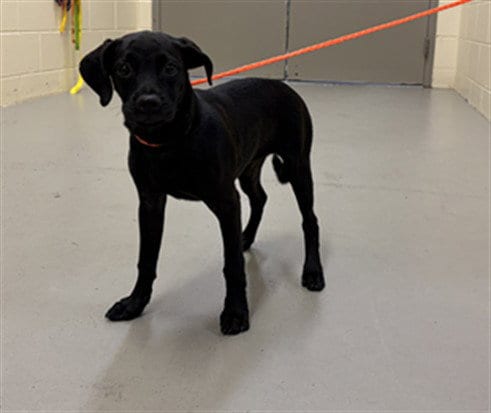 Photo of Sugar Pie, adoptable Labrador Retriever in Sanford, Florida