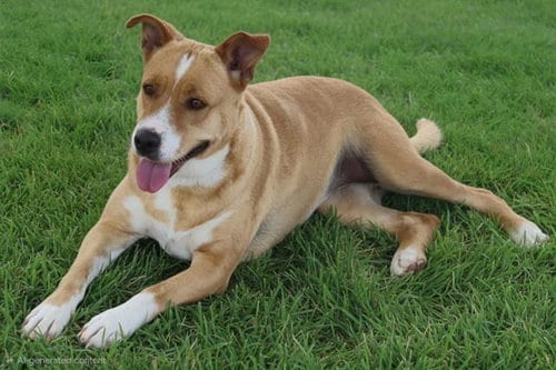 Photo of Robin, adoptable Labrador Retriever in Albuquerque, New Mexico
