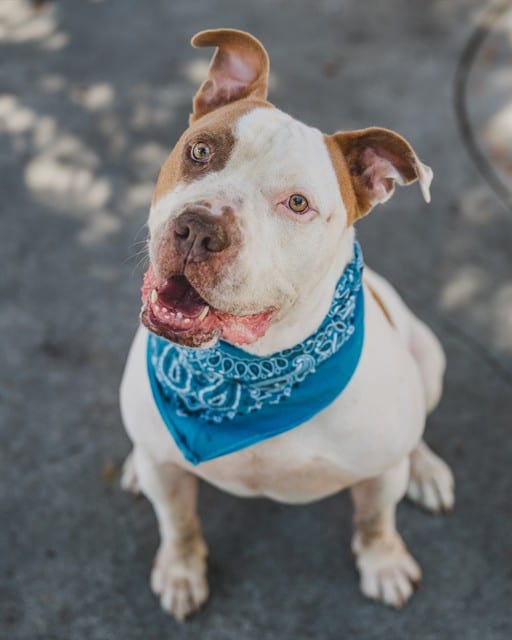 Photo of Bruno, adoptable American Bulldog in Miami, Florida