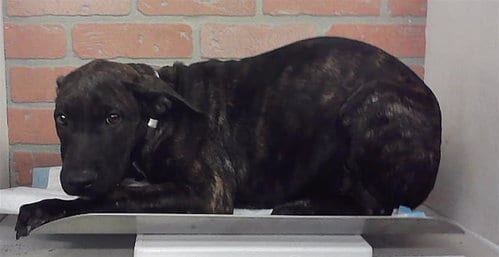 Photo of Miranda, adoptable Staffordshire Bull Terrier in Houston, Texas