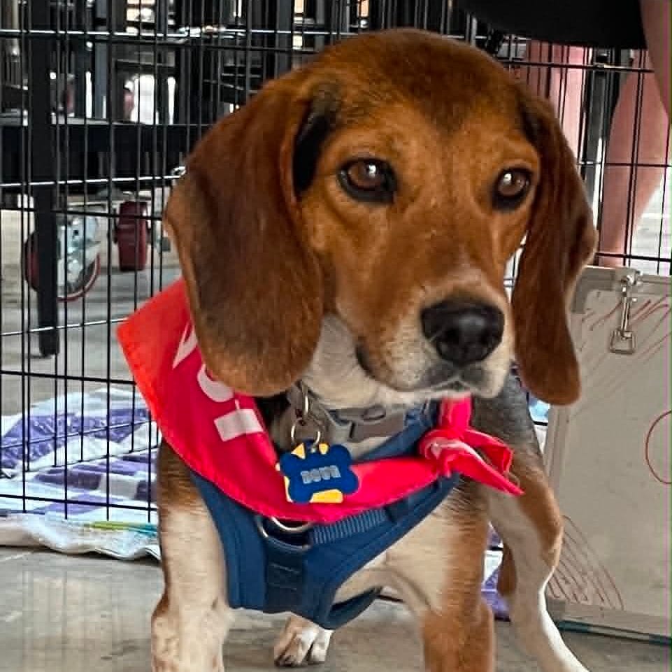 Photo of Doug, adoptable Beagle in Raleigh area, North Carolina