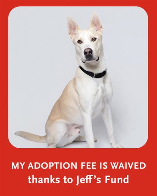 Photo of Arlo, adoptable Carolina Dog in Dedham, Massachusetts