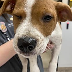Photo of Marble, adoptable American Pit Bull Terrier in Vancouver, Washington