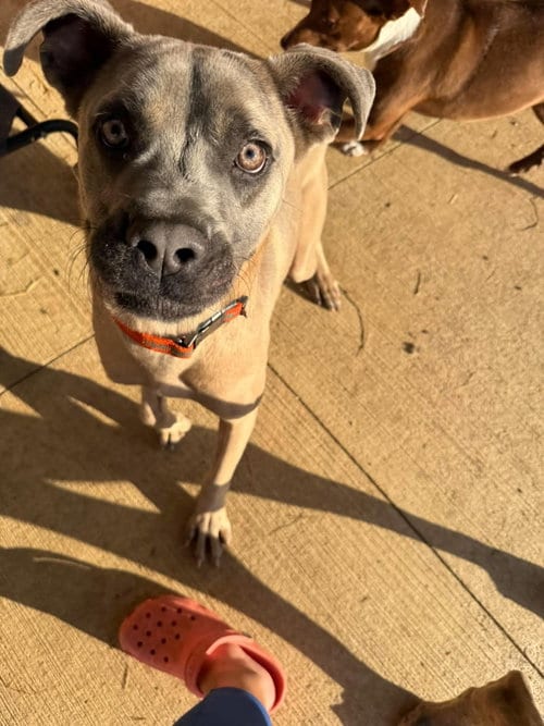 Photo of Stallone, adoptable Cane Corso Mastiff in Germantown, Ohio