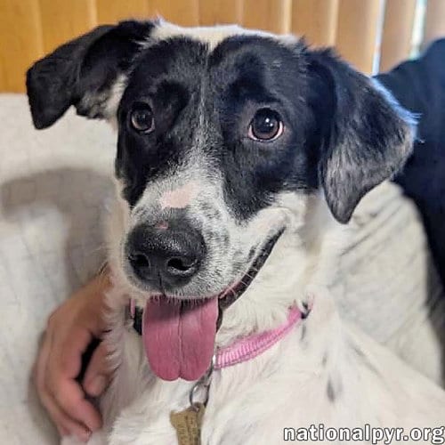 Photo of Sunnie in NY - Loves Lap Time & Belly Rubs, adoptable Great Pyrenees in Beacon, New York