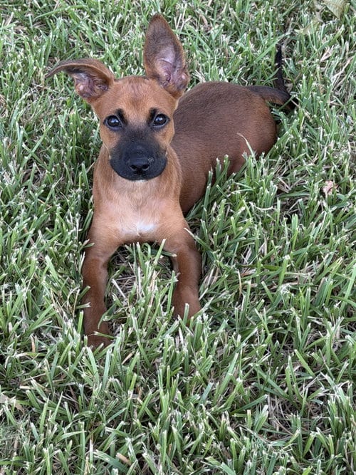 Photo of Scooby, adoptable Chihuahua in The Woodlands, Texas