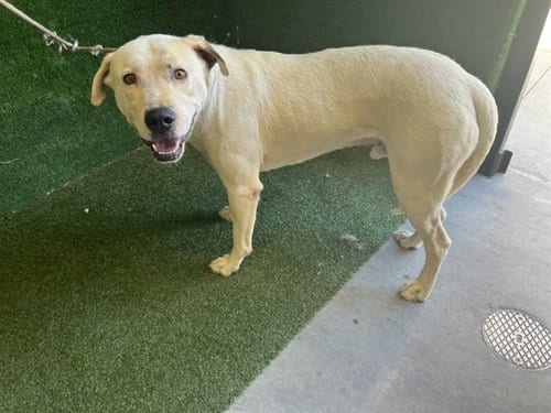 Photo of Junior, adoptable Labrador Retriever in Lancaster, California
