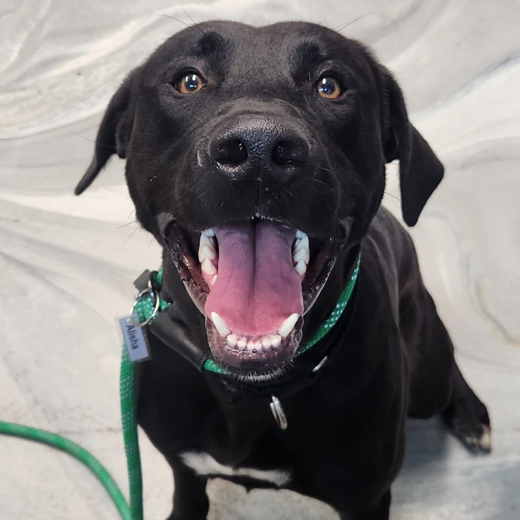 Photo of Ink, adoptable Mixed Breed (Medium) in Summerville, South Carolina