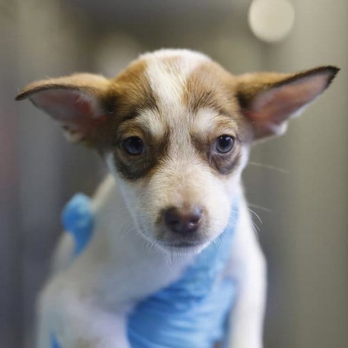 Photo of Venus, adoptable Husky in San Antonio, Texas