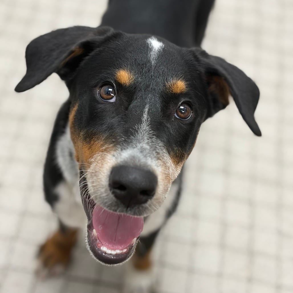 Photo of Drift, adoptable Cattle Dog, Australian (Blue Heeler)
